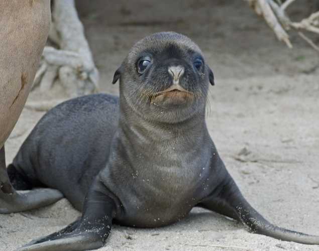 California sea lion pup