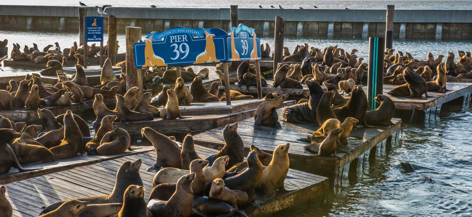 San Francisco Fisherman's Wharf with Pier 39 with sea lions