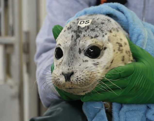 harbor seal Meringue