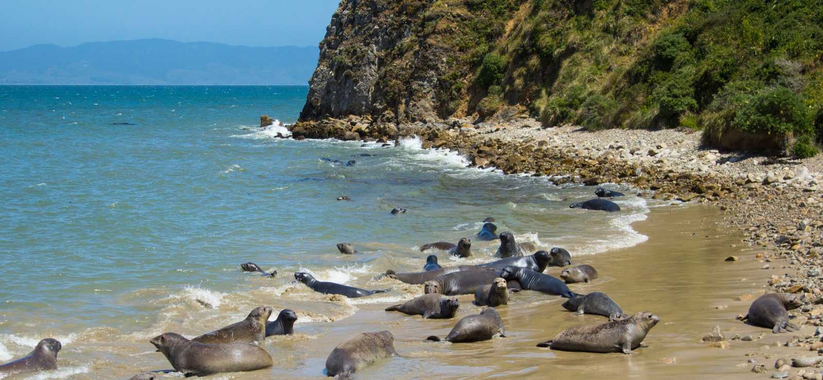 elephant seals on the beach at chimney rock