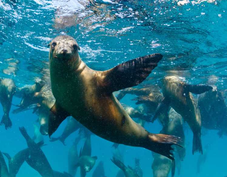 sea lions underwater