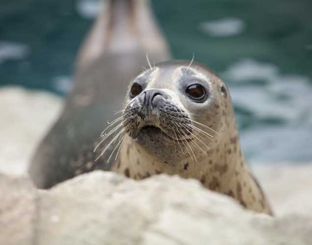 harbor seal
