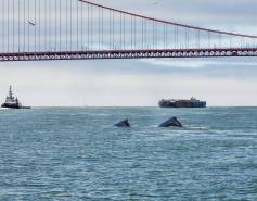 two gray whales surfacing under the Golden Gate Bridge with a tugboat and container ship in the background