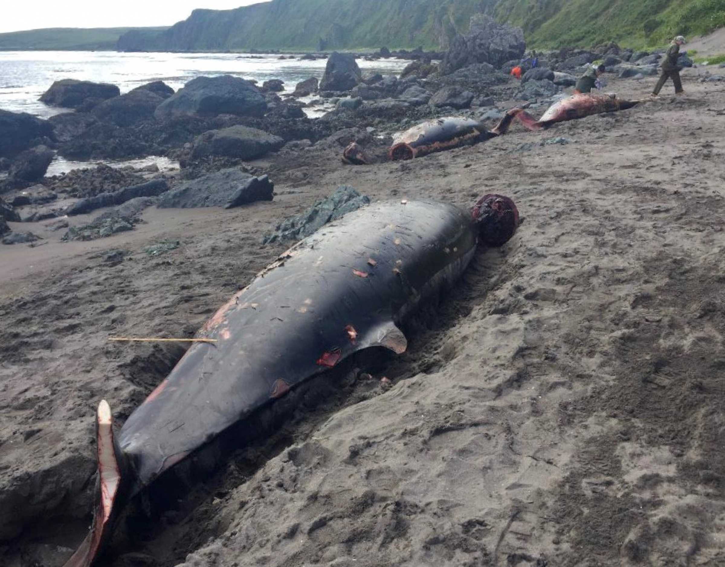 What Caused the Largest Known Mass Stranding of Stejneger's Beaked Whales?
