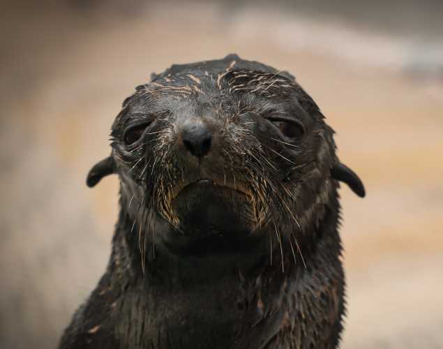 Guadalupe fur seal Chickaree