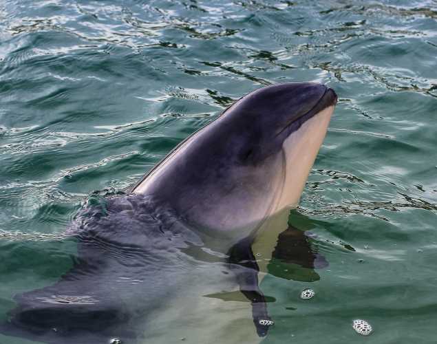 harbor porpoise