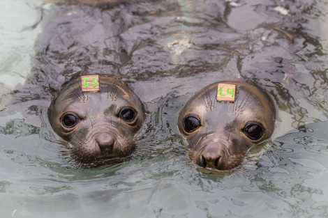 Northern elephant seal pups in pool