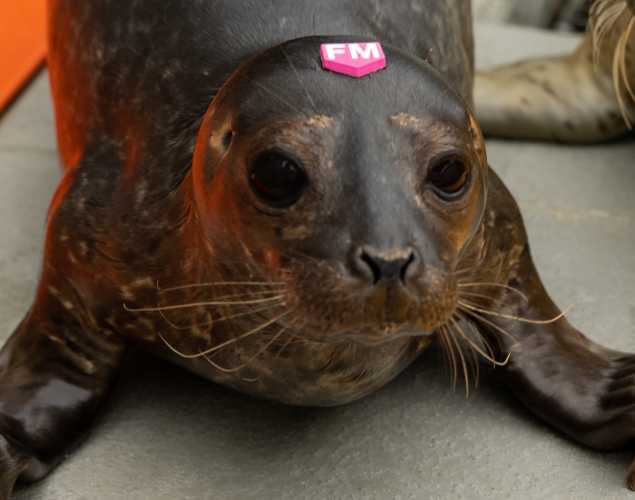 harbor seal Wanema