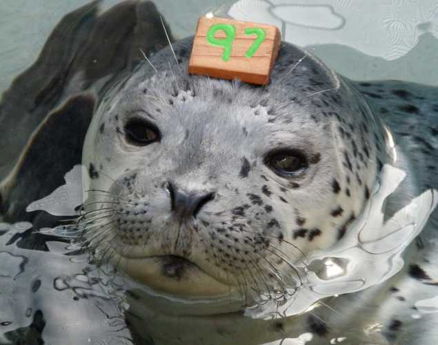 harbor seal Bluffer