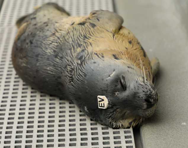 harbor seal Hippo