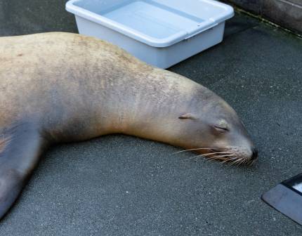 sea lion named maxine
