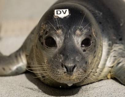 harbor seal, channels