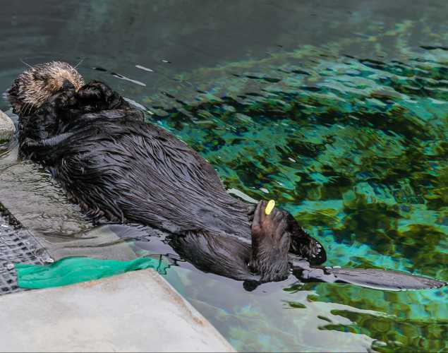 sea otter Fling