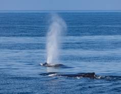 Humpback whale spout