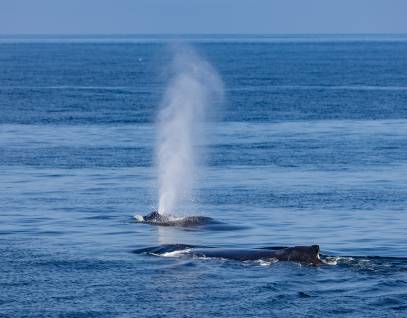 Humpback whale spout