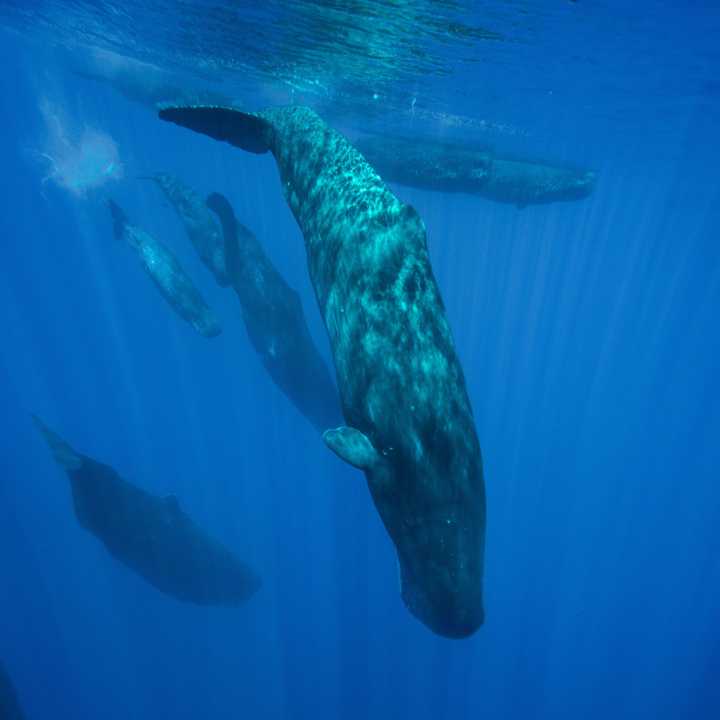 Sperm whale