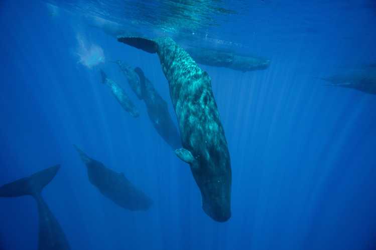 Sperm whale