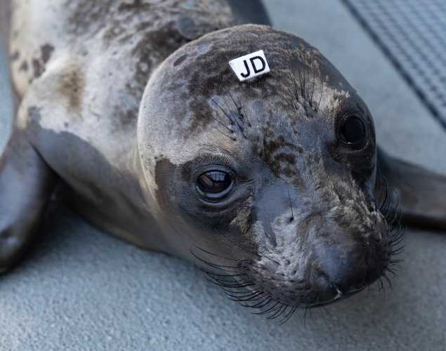 northern elephant seal Skynyrd