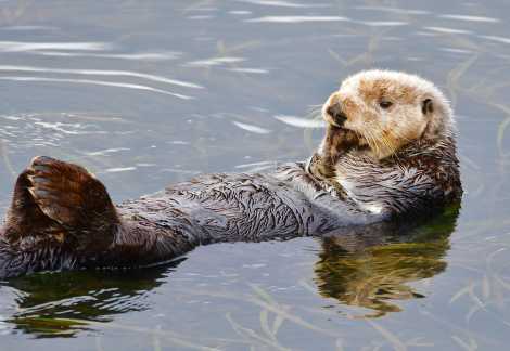Sea otter