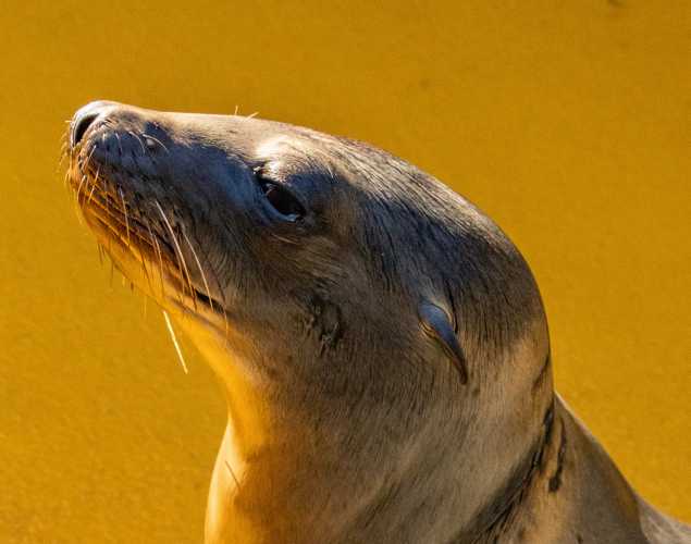 California sea lion Timbo