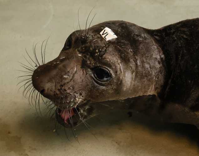 northern elephant seal Lopen