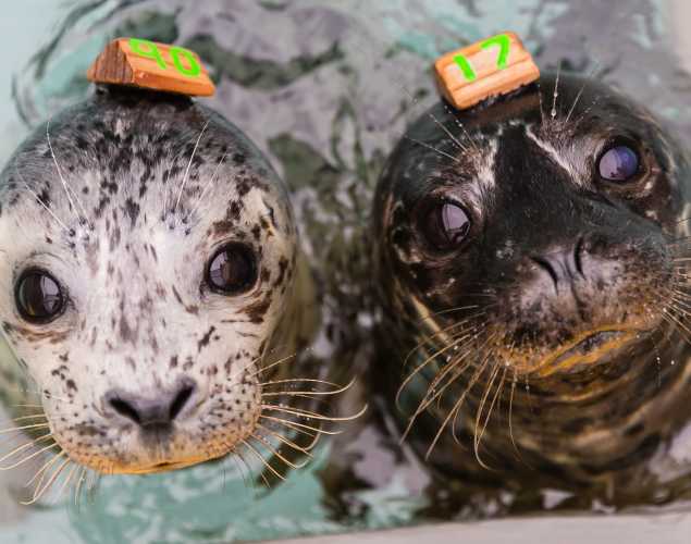 harbor seals Astrid and Webby