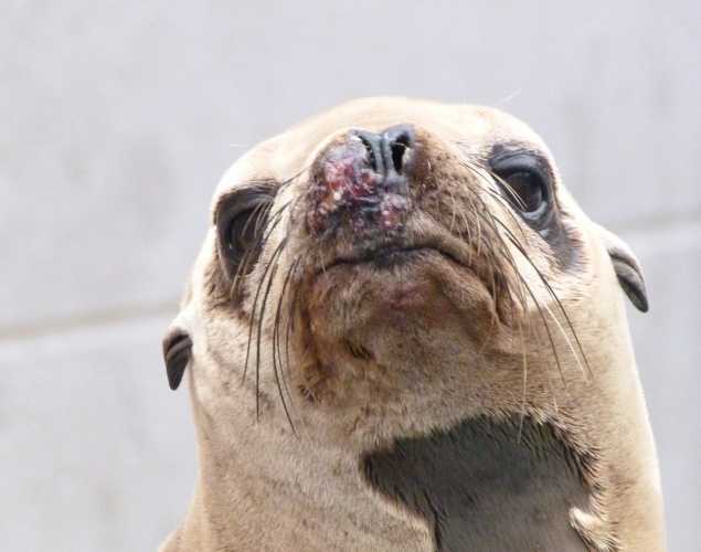 California sea lion Conbea
