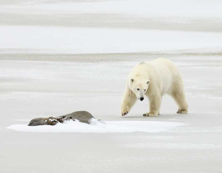 polar bear on the ice
