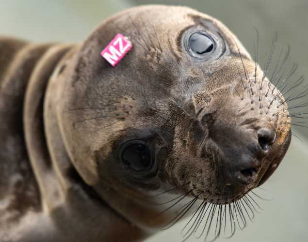 Northern elephant seal