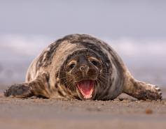 harbor seal with mouth open