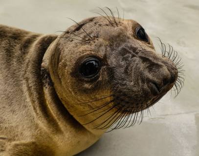 northern elephant seal Rhomboid