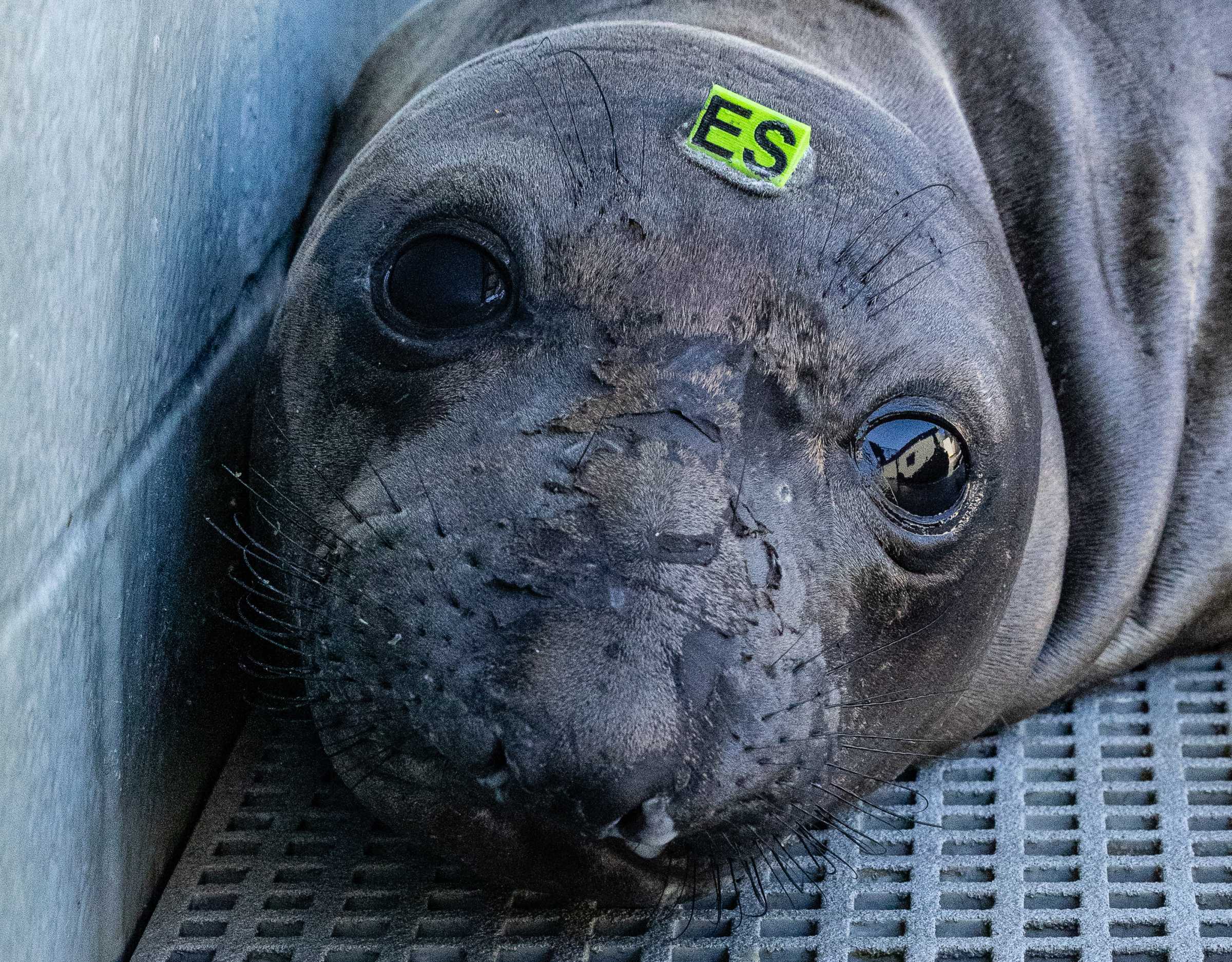 Antobert | The Marine Mammal Center