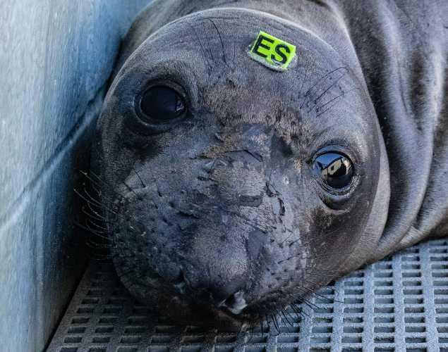 northern elephant seal Antobert