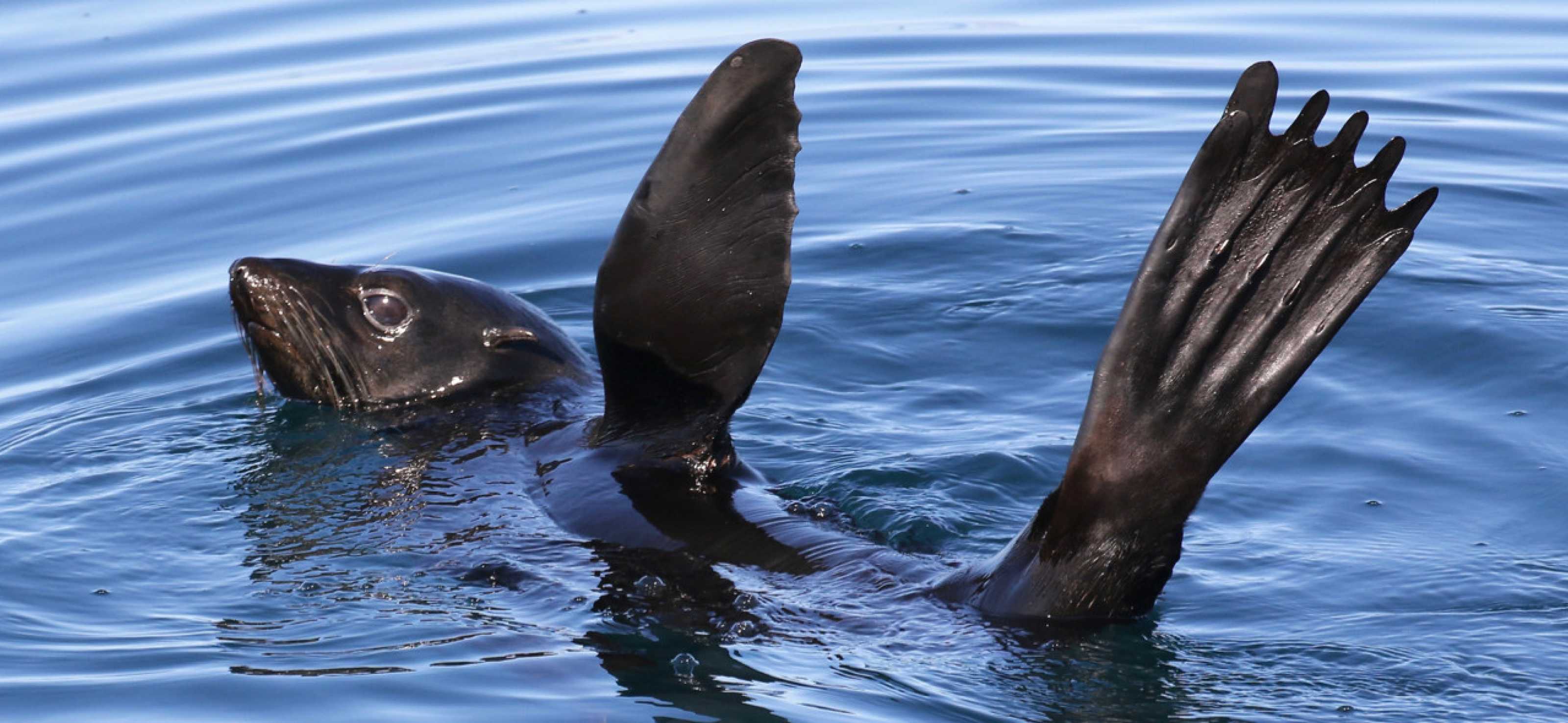 Seal vs. Sea Lion Your Guide to Knowing the Difference The Marine