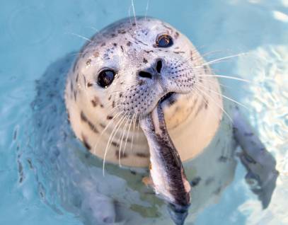 harbor seal, crabber