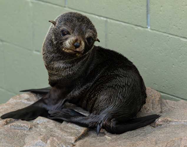 Guadalupe fur seal
