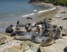 group of elephant seals on a sandy beach