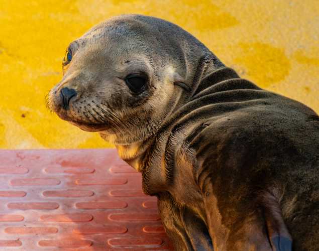 California sea lion