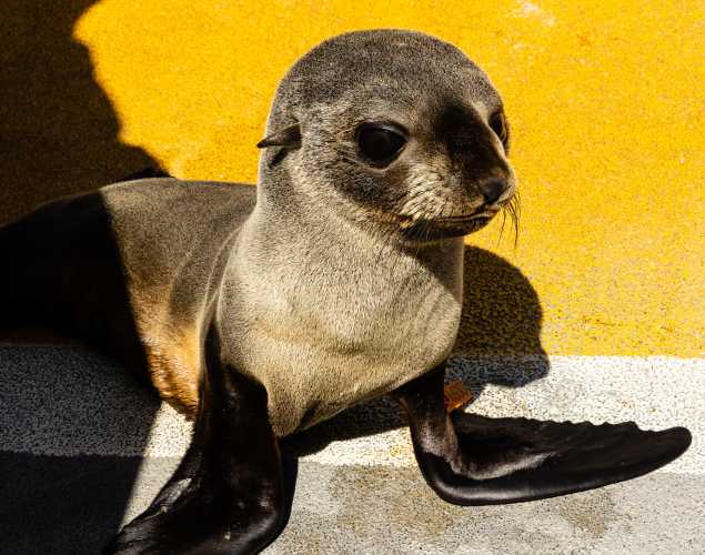 Guadalupe fur seal Minotaur
