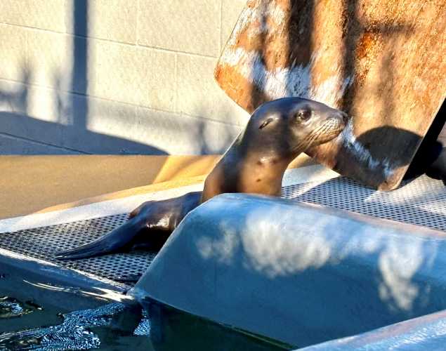 California sea lion