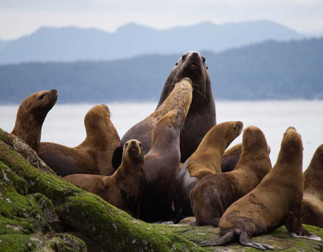 steller-sea-lion-information-facts-the-steller-sea-lion-eekjrm
