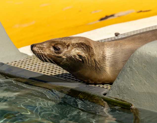 California sea lion