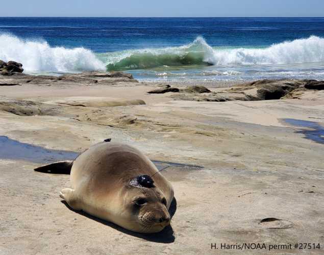 A northern elephant seal with a satellite tag on its head on the beach in front of crashing waves.