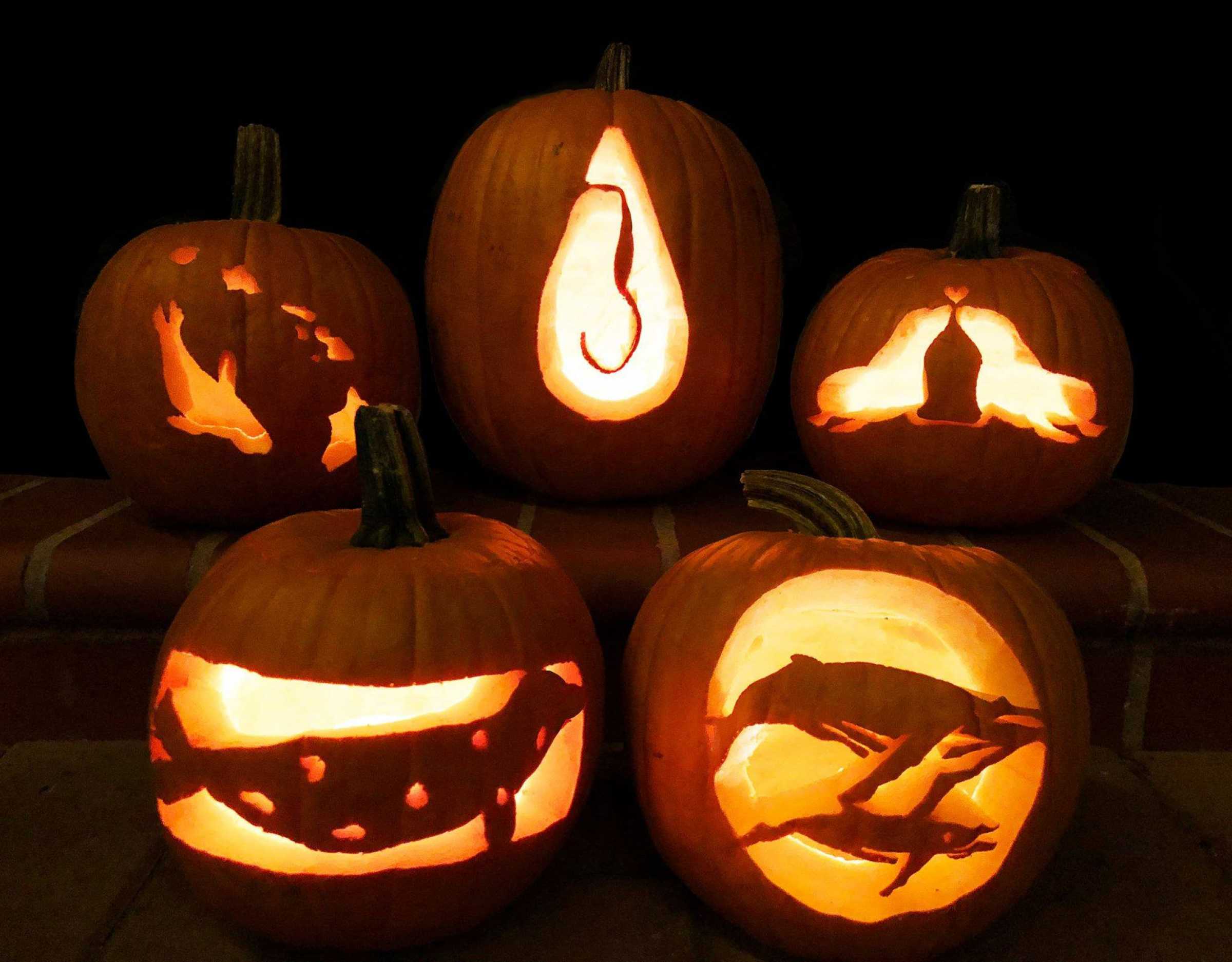 Pumpkin Carving Stencils The Marine Mammal Center