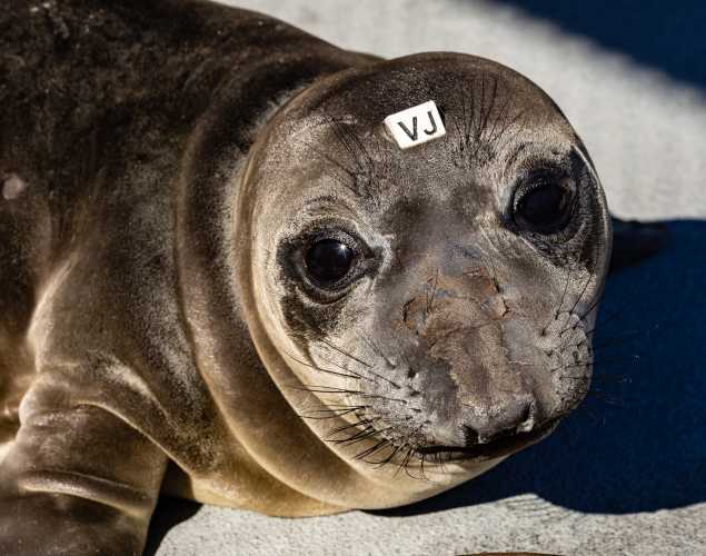 northern elephant seal Windy
