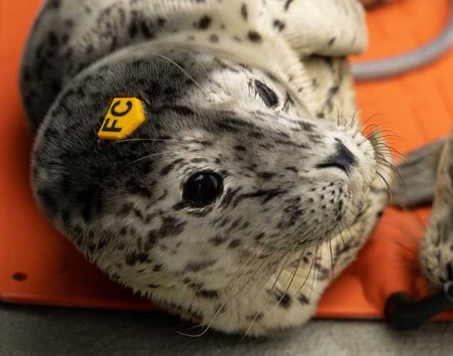 harbor seal Coquina