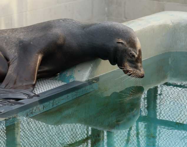 California sea lion Cringles