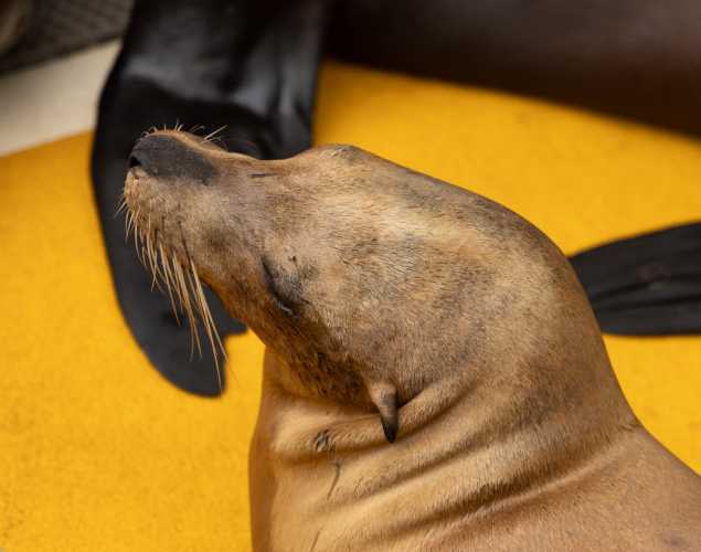 ragu california sea lion