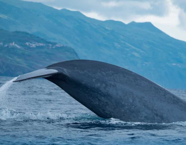 blue whale tail above the water