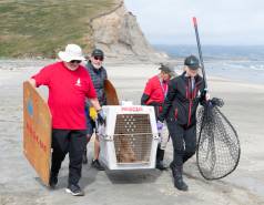 California sea lion rescue